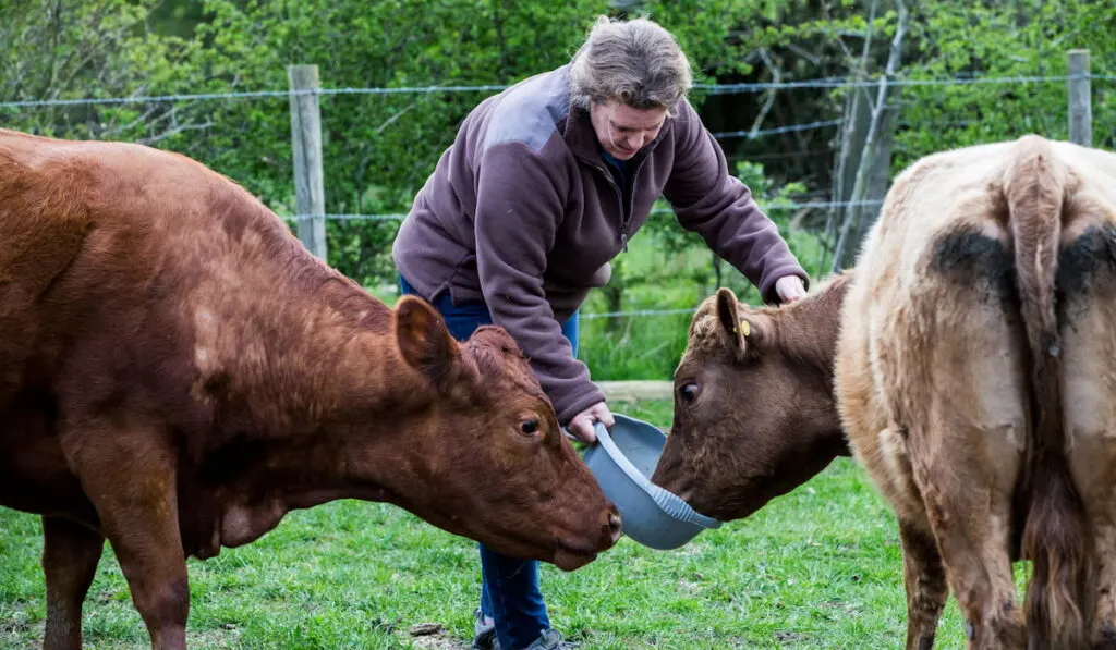 woman feeding two brown cows on a farm