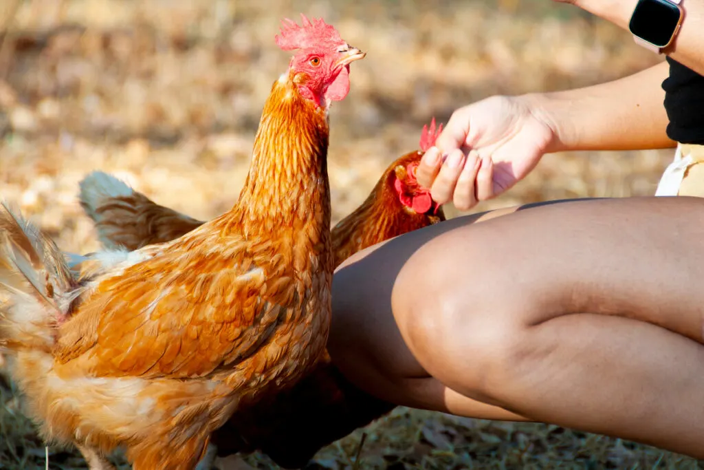 woman near two isa brown chickens