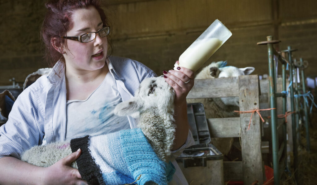 woman sitting in a barn, feeding a newborn lamb with milk from a bottle 
