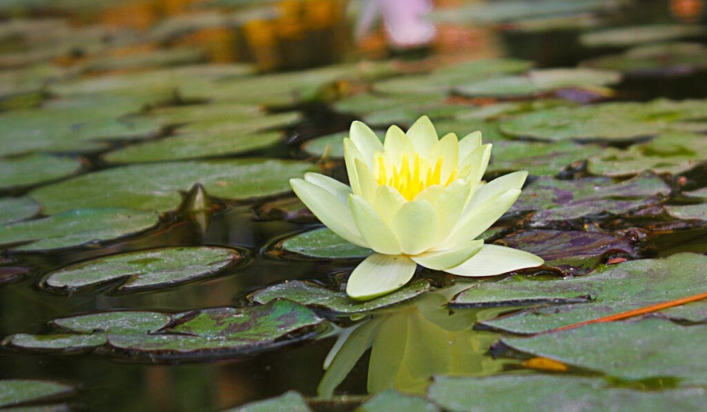 yellow flowering water lily in a pond with green leaves