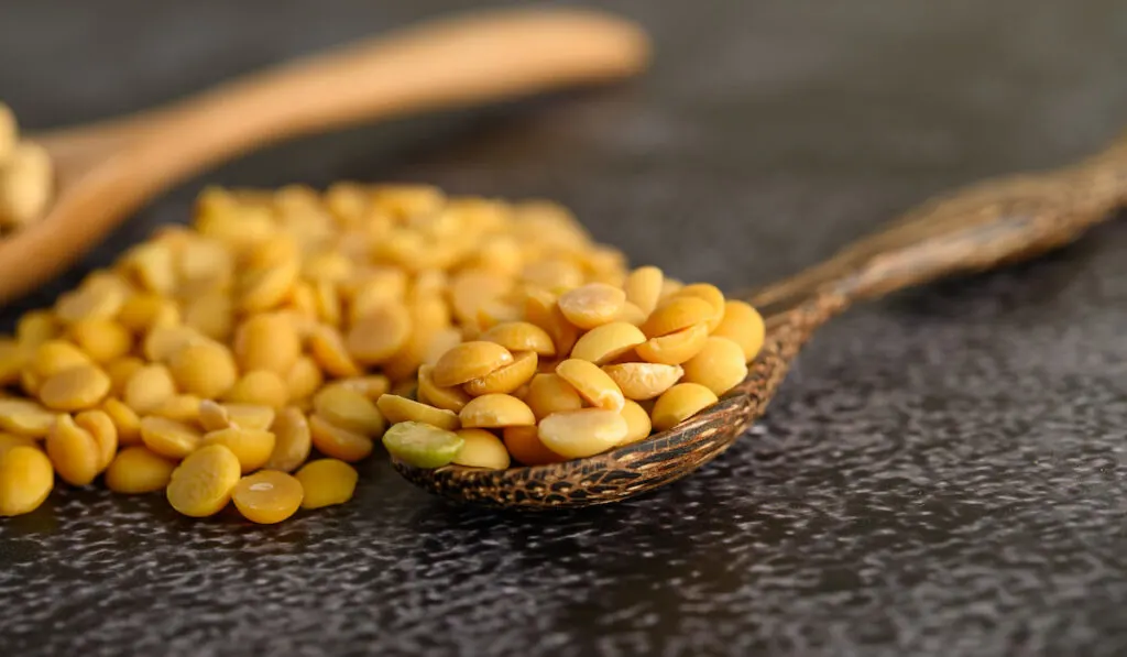 yellow toor lentil in wooden spoon on black floor