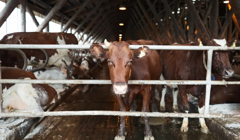 young cows at farm pen 