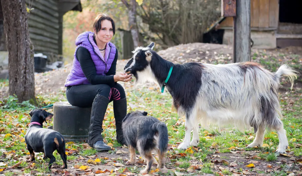 young female farmer checks her goat in her farm yard with her dogs