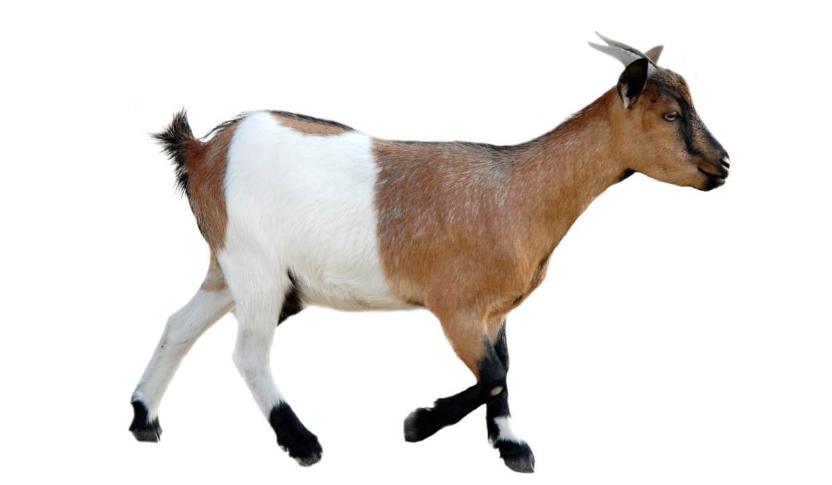 Why Do Goats Wag Their Tails? Farmhouse Guide