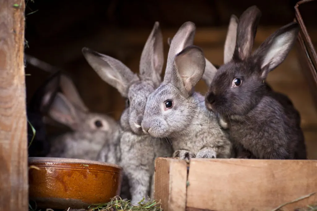 young rabbits popping out its heads