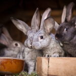 Ultimate Guide To Raising Rabbits For Meat