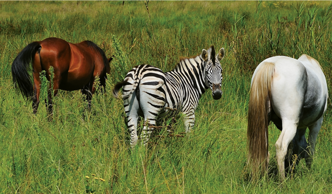 Can a Horse and Zebra Mate? - Farmhouse Guide