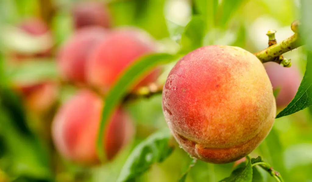 Ripe peaches fruits on a branch
