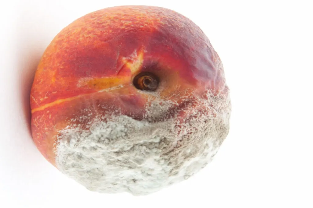 Rotten moldy peach on white background 