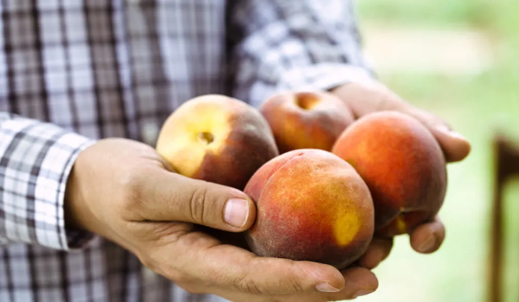 peaches on man's hand