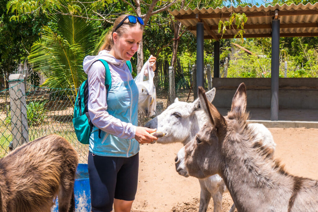 A Young Woman With a Backpack is Feeding a Herd of Donkeys With Bananas