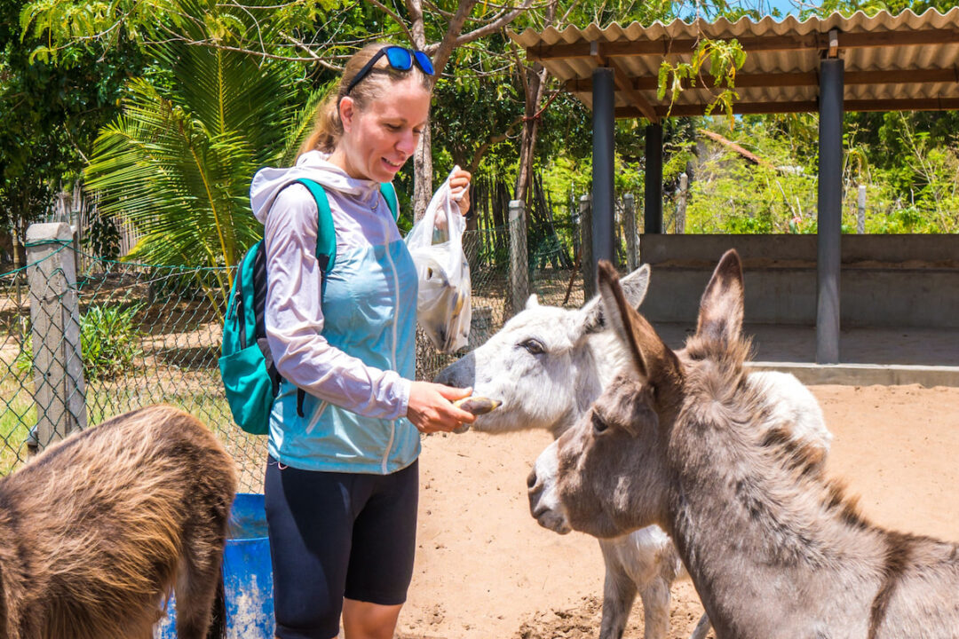 Can Donkeys Eat Bananas? Farmhouse Guide