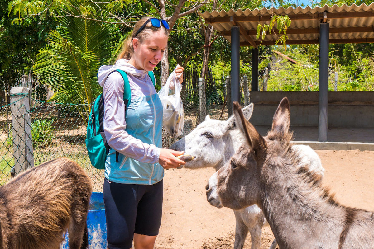 Can Donkeys Eat Bananas? Farmhouse Guide