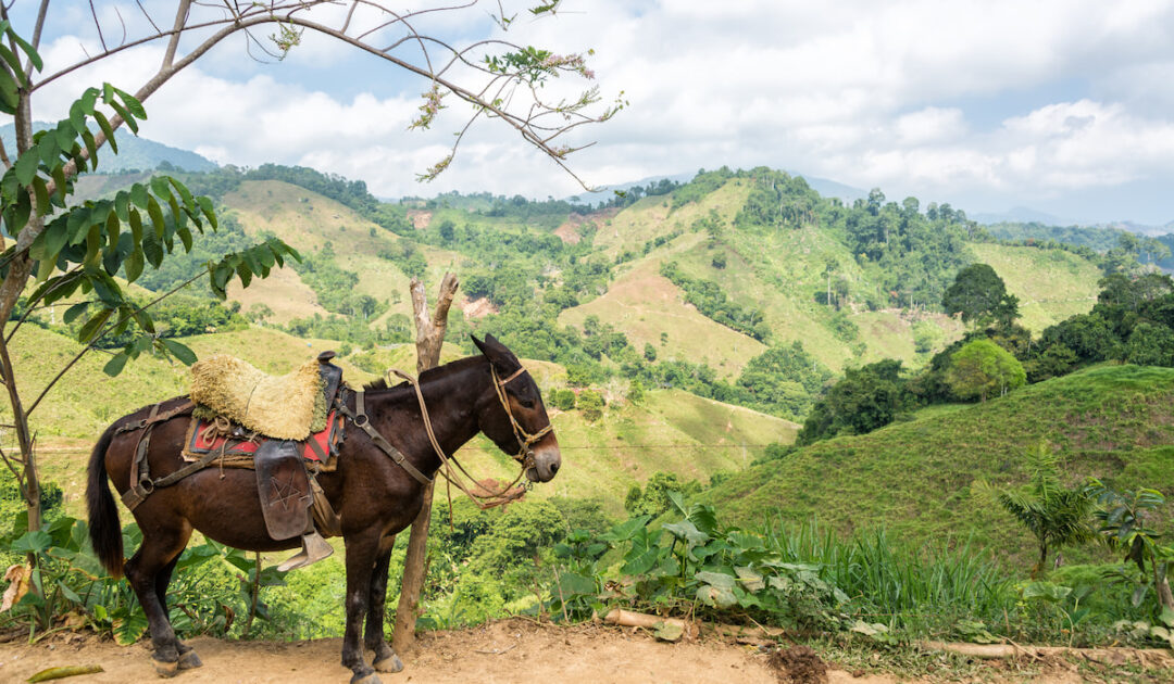 Can Donkeys Eat Banana? Farmhouse Guide