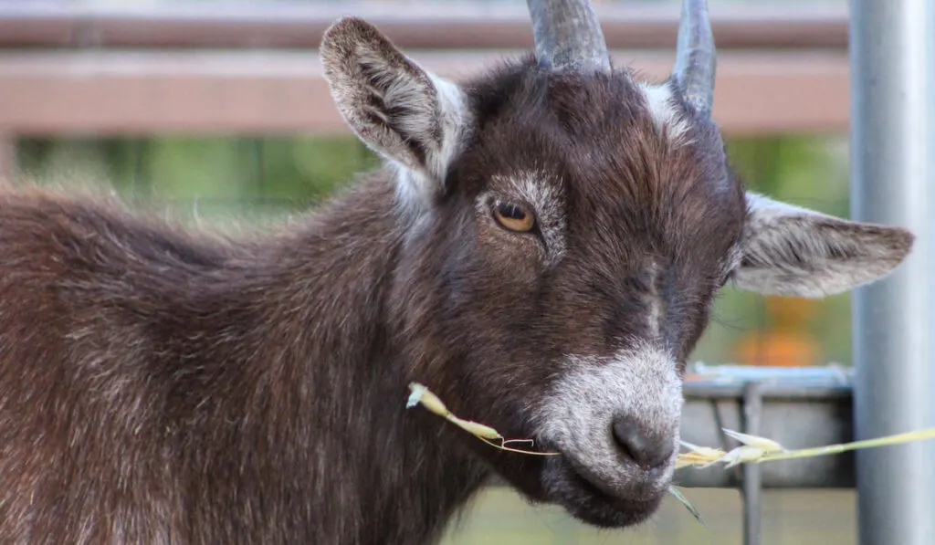 A goat on the farm is eating hay.
