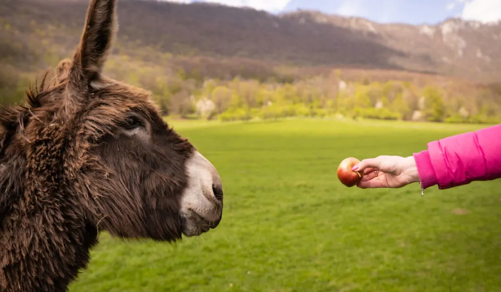 A hungry donkey goes to enjoy a juicy apple.
