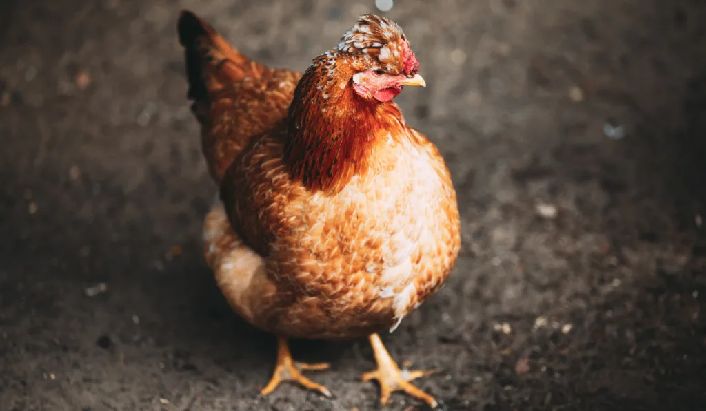 Brown red free chicken in farm
