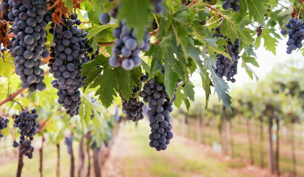 Bunches of ripe black grapes hanging from the vine in a vineyard
