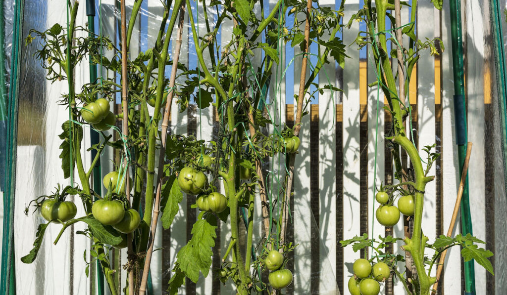 Close up view of tomato plants in air-pots in greenhouse.