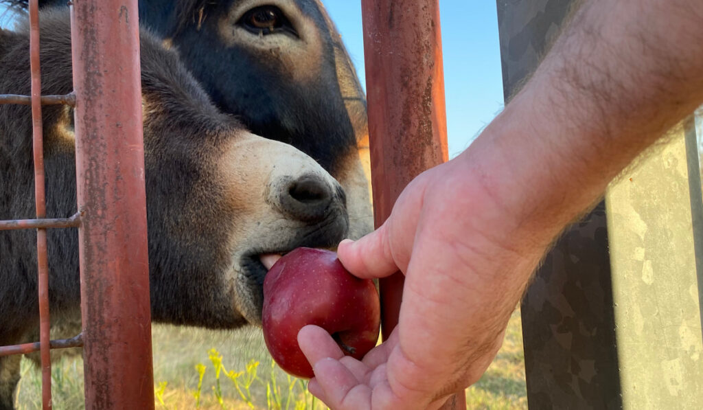 Donkey eating Apple from hand