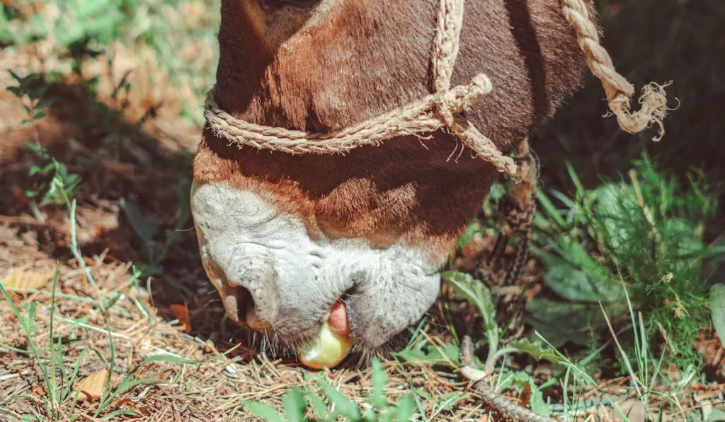 Donkey eating fruit from the ground