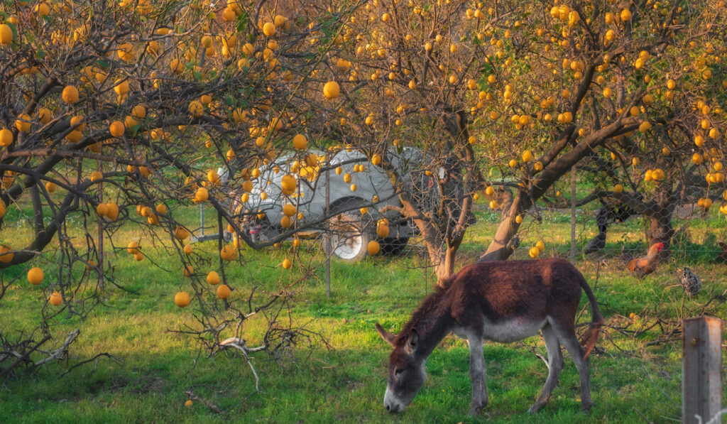 Donkey grazes in the garden with blooming lemons and oranges
