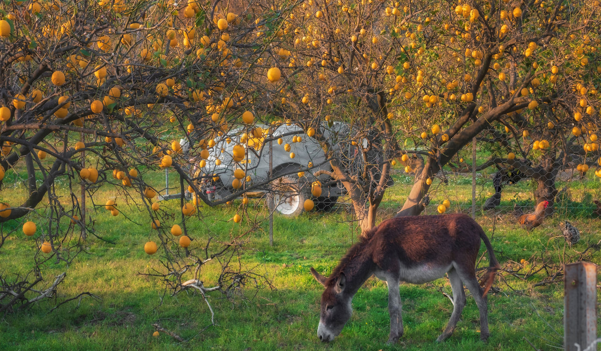 Can Donkeys Eat Apples? Farmhouse Guide