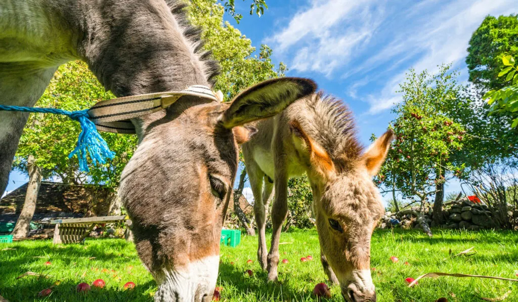 Donkeys eating red apples from a lawn