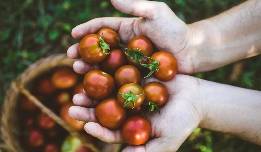 Farmers hands with freshly harvested tomatoes