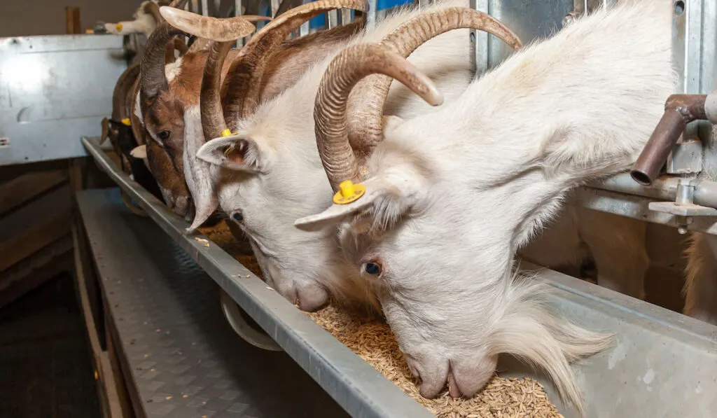 Goat paddock in an eco-farm, goats eat grain