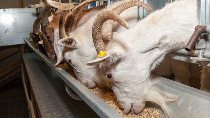 Goat-paddock-in-an-eco-farm-goats-eat-grain