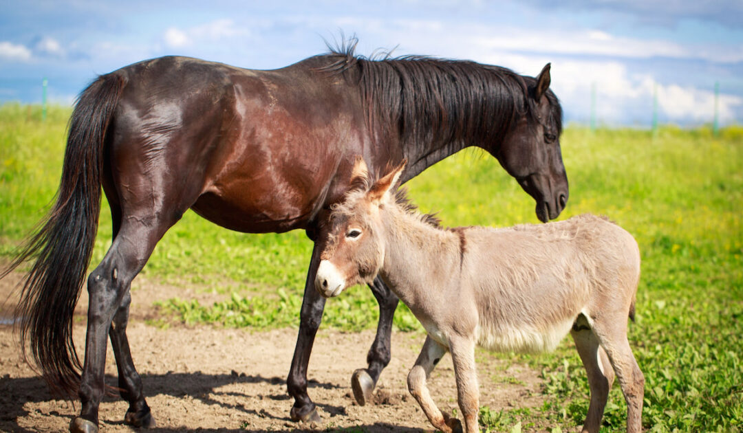 Can Horses and Donkeys Eat Tomatoes? Farmhouse Guide