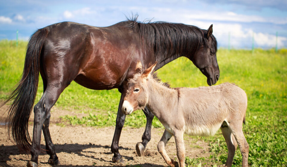 Can Horses and Donkeys Eat Tomatoes? Farmhouse Guide