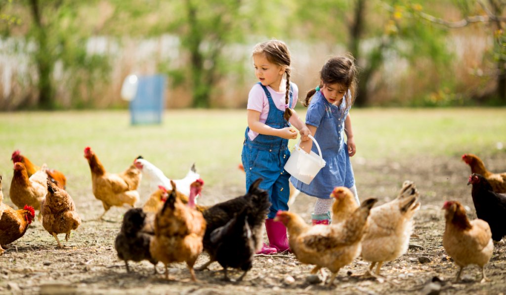 Little girl feeding chickens
