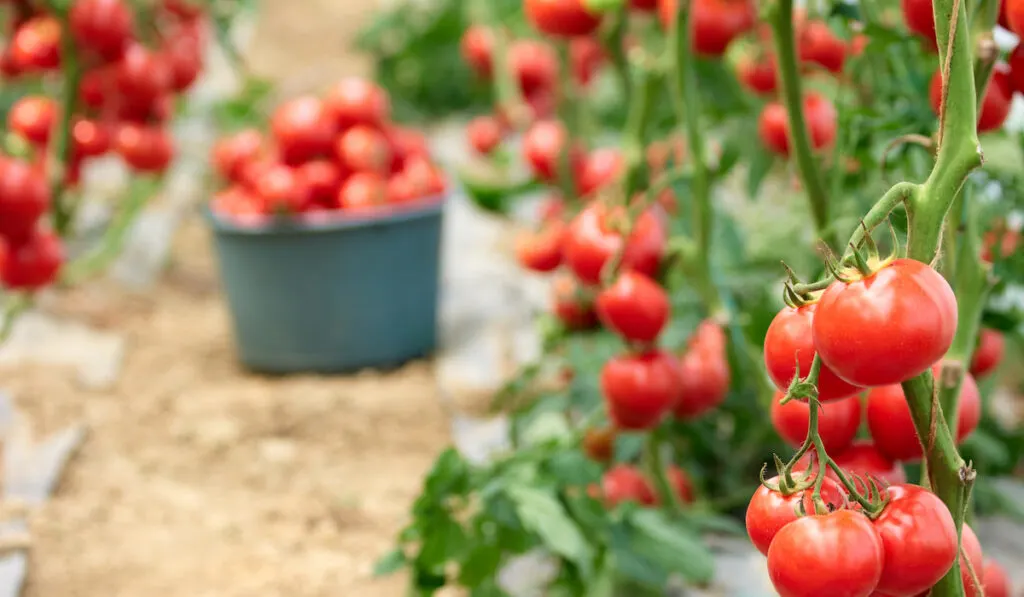 Ripe red tomatoes in the garden.
