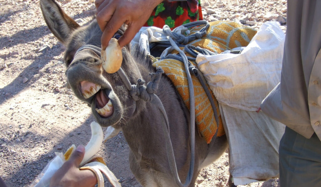 Scene of feeding donkey with banana and bread