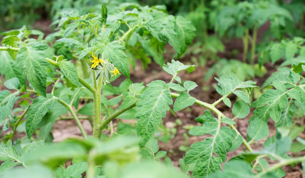 Tomato plant in the garden