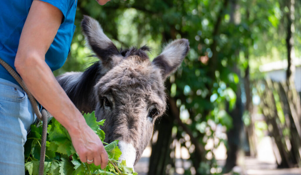Woman hand holding grapevines feeding a donkey 