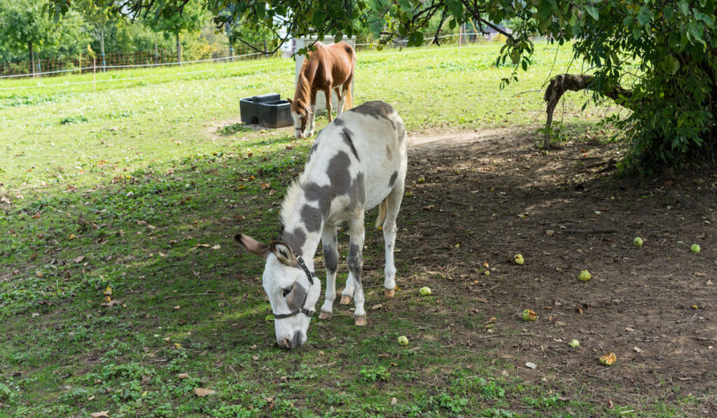 donkey eating apple under big tree on meadow