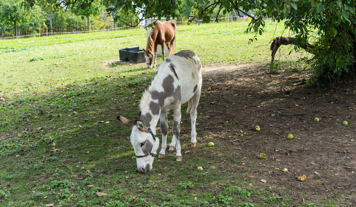 Can Donkeys Eat Apples? Farmhouse Guide