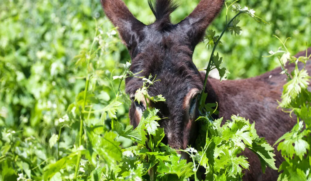 donkey hid in the vineyard