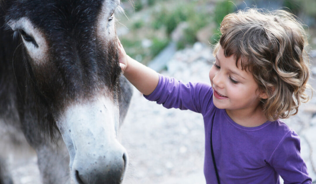 Can Donkeys Eat Banana? Farmhouse Guide