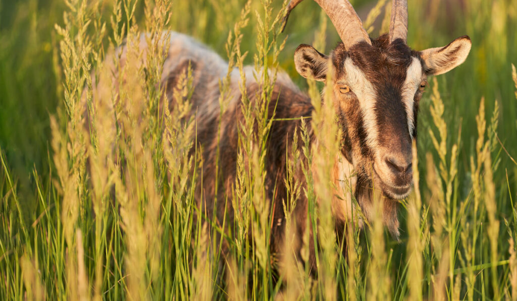 goat in the tall grass in the rays of the setting sun.