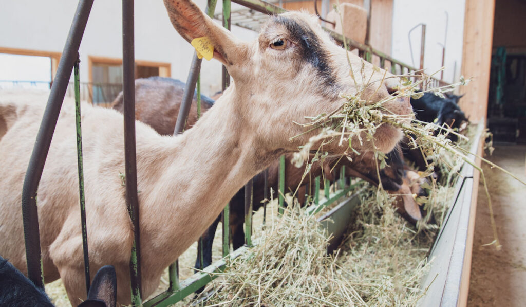 goats in the manger eat alfalfa