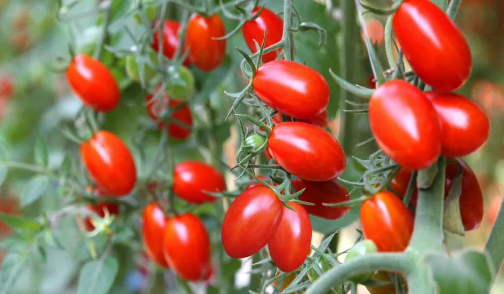 grape tomato plant in the garden