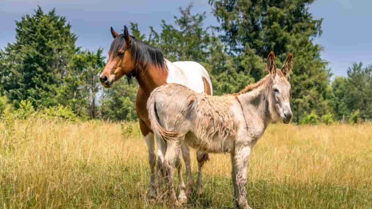 horse and donkey together in pasture