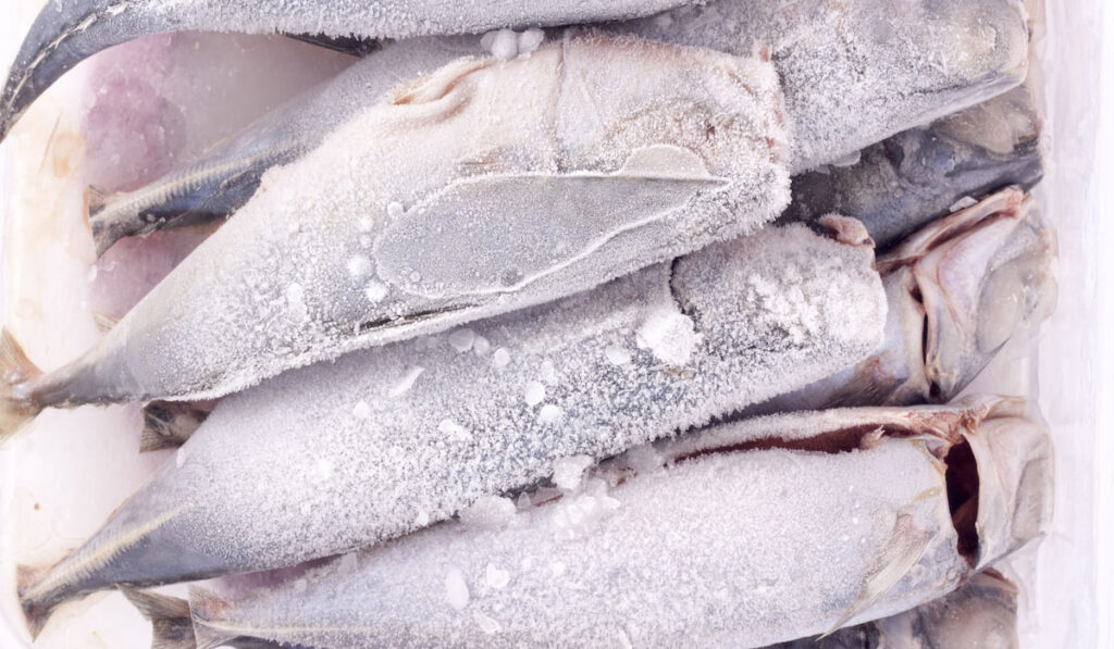 pile of Frozen fish in the freezer 