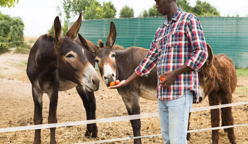 professional farmer feeding donkeys with tomatoes at farm