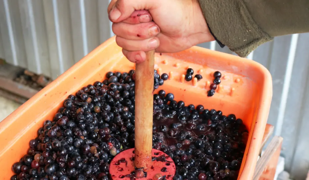 squeezing juice from red grapes at home