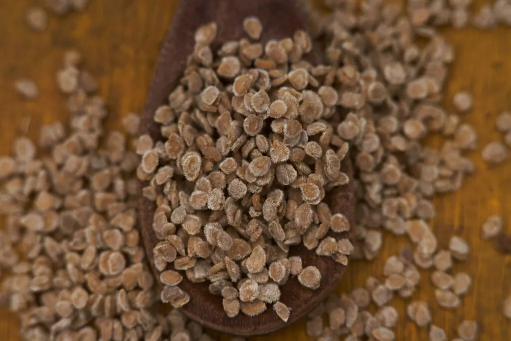 tomato seeds close-up detail in a wooden spoon
